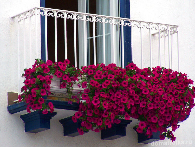 Интересным дизайнерским решением станут цветы на балконе, ведь кованые изделия отлично сочетаются с живыми растениями, а цветы на балконе - способны не только радовать глаз владельцев, но и ограждать от уличного шума, пыли и вредных выхлопов