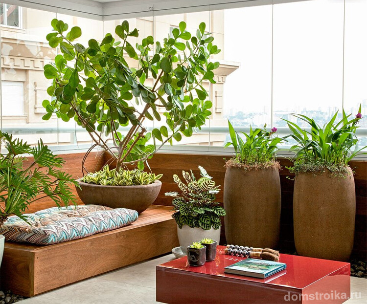 Комнатные растения добавят уюта вашей лоджии