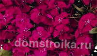 Турецкая гвоздика (60+ фото цветов): все секреты посадки, ухода и защиты от вредителей