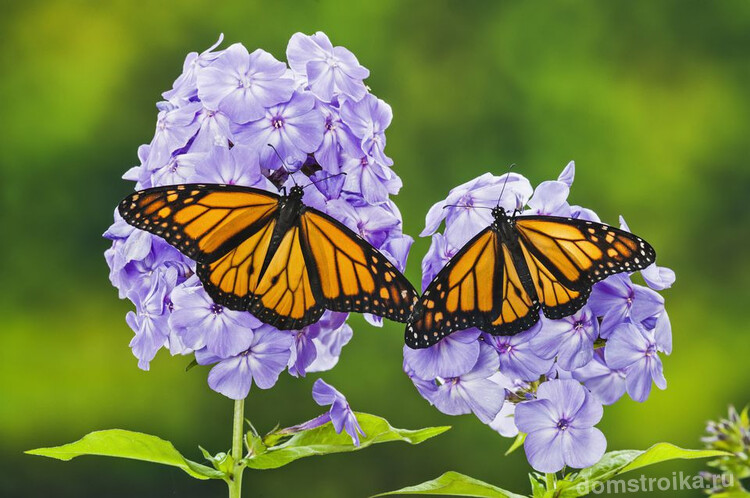 Красота флокса привлекает внимание не только людей, но и экзотических бабочек