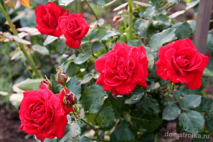 Осень — ответственная пора для любителей роз