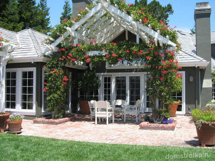 Цветущий капмсис станет настоящим украшением вашего дома или дачи