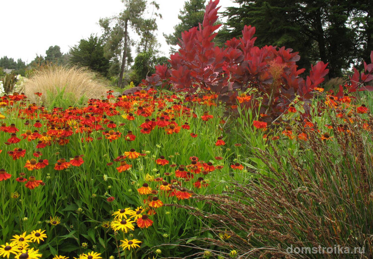 Множество видов рудбекии привлекают любителей и профессинальных цветоводов выращивать её в домашних условиях — в саду, на даче, в квартире