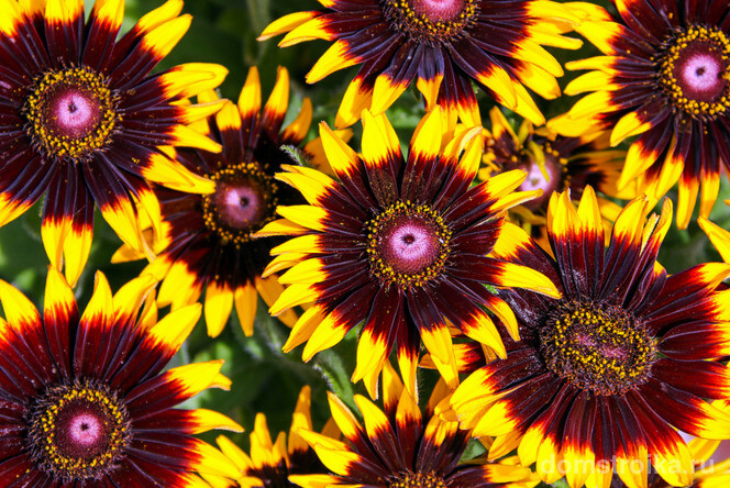 Цветки рудбекии собраны в крупные, декоративные соцветия яркого красного, желтого и оранжевого оттенка