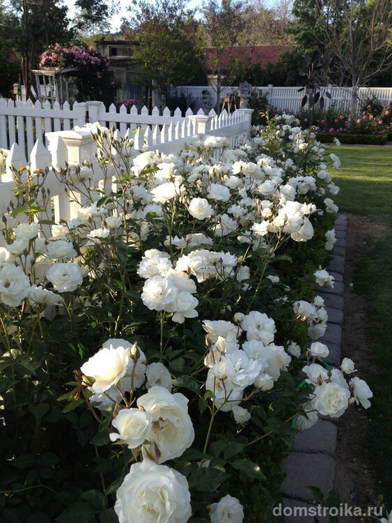 Быстрорастущая живая изгородь: Белоснежная роза станет красивой защитой вашей придомовой территории