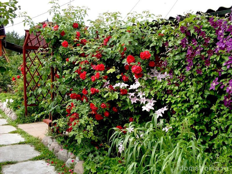Клематис в сочетание с плетущей розой создают прекрасную, цветущую живую изгородь