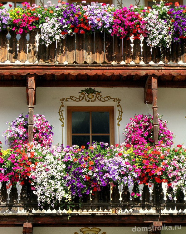 Богатое украшение фасада дома - множество разноцветных кустов петунии