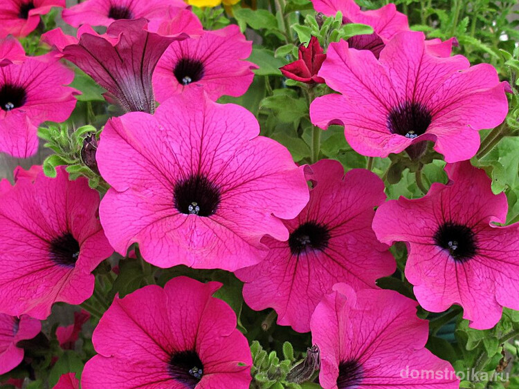 Невероятно красочный, красивый цветок очень любим садоводами и просто ценителями прекрасного