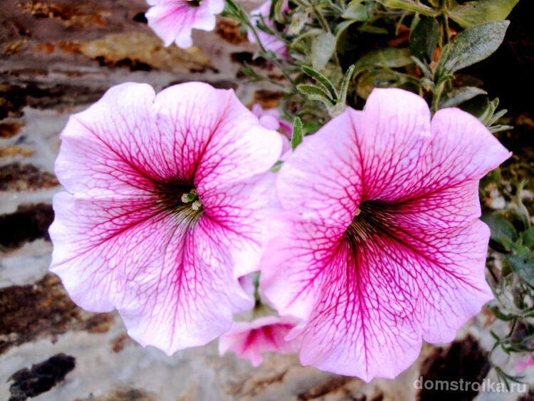 Нежно-розовые цветки петунии с ярко-розовыми прожилками