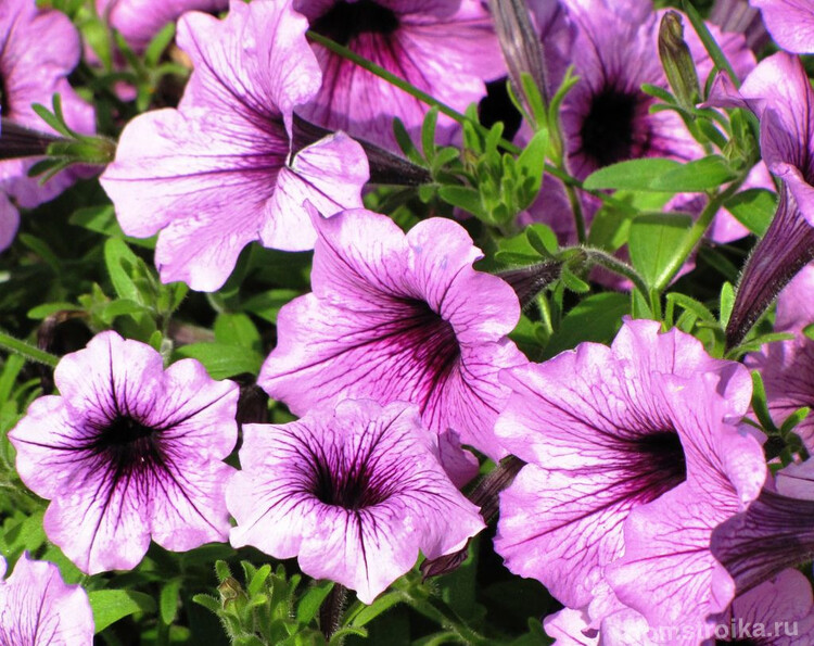 Регулярная обработка цветка специальными веществами обезопасит ваше растение от возможных неприятностей