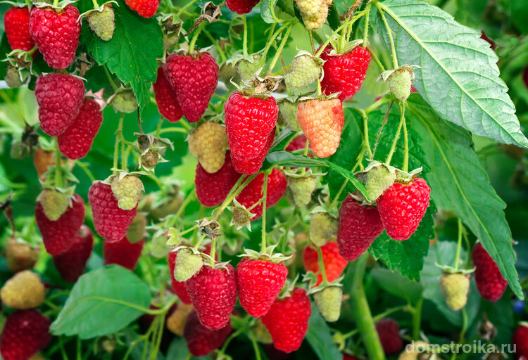 Яркие ягоды сорта "Рубиновое ожерелье "с приятным кисло-сладким вкусом