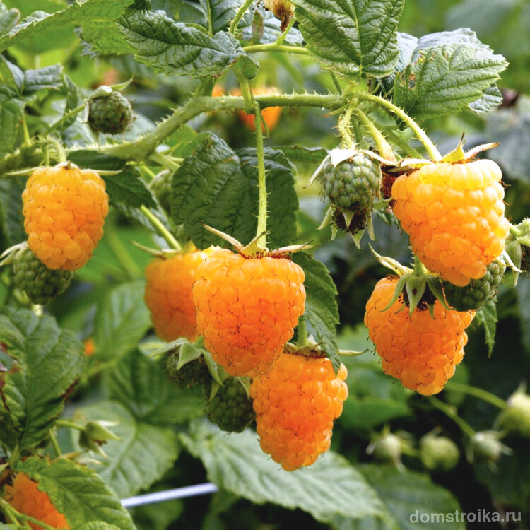 Сладкие ягоды с оранжевым оттенком сорта малины "Абрикосовая"
