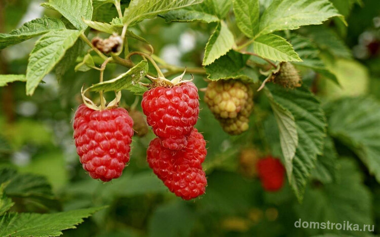 Сорт "Брянское диво" имеет ароматные ягоды среднего размера