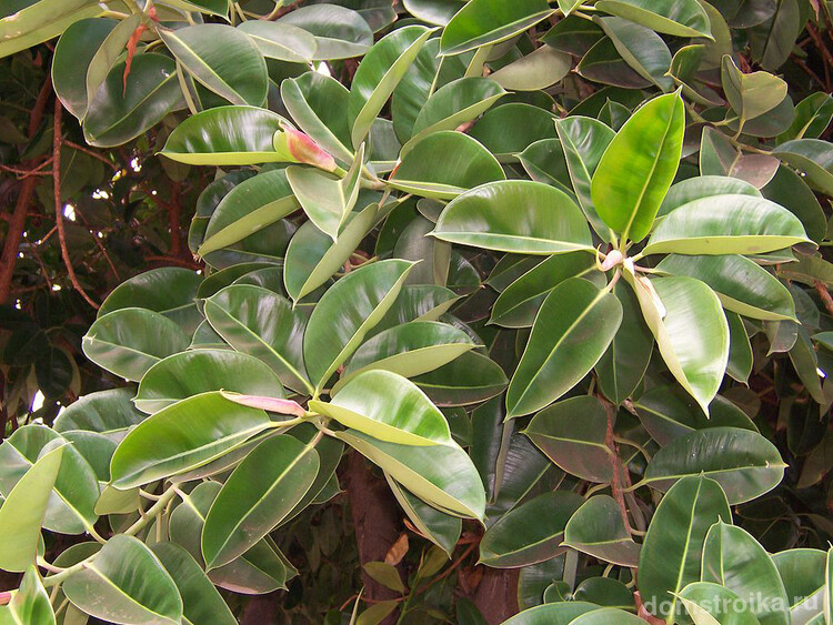 Листья Ficus elastica - небольшие и заостренные на концах, глянцевые, упругие