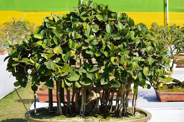 В домашних условиях Фикус Бенгальский можно вырастить в виде бонсай, высотой не менее 50 см, штамбовым деревцем или переплести стволы нескольких фикусов между собой.
