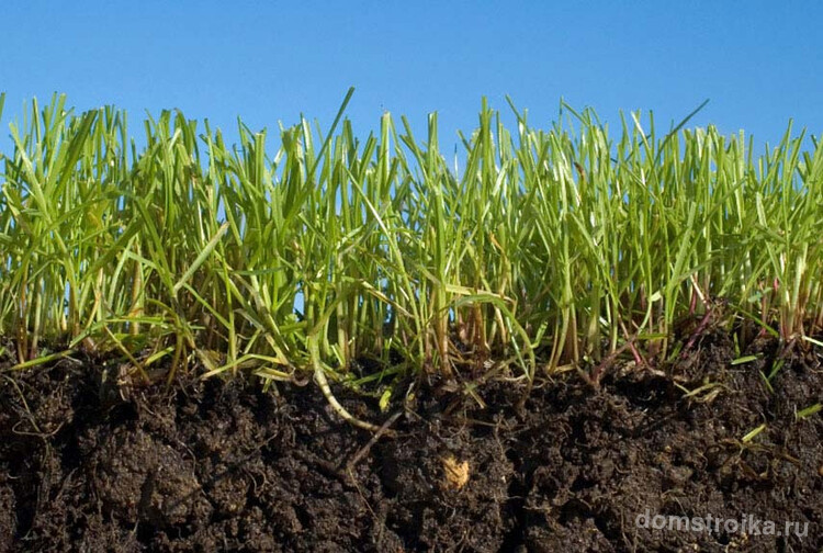 При стрижке газона следует соблюдать "правило 1/3": срезать только треть высоты травы. Слишком радикальная стрижка опасна для корневой системы травы