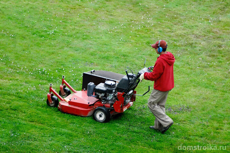 Хорошо укоренившуюся и окрепшую траву следует не лениться часто стричь. Это обеспечит ей хорошую корневую систему