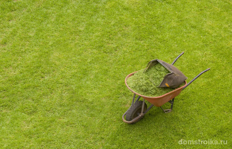 Скошенной травой из травосборника газонокосилки можно тут же мульчировать газон. Это хорошая защита от сорняков и некоторый удобряющий эффект