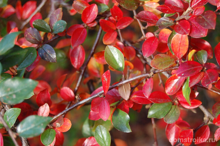 Листья кустарника приобретают ярко-красный цвет осенью