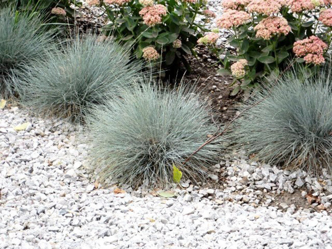 Декоративные травы и злаки для сада (60+ фото с названиями): полезные советы садоводов и ландшафтных дизайнеров