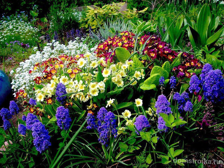 Посадите у себя первоцветы и они будут радовать вас своими красками после холодной зимы