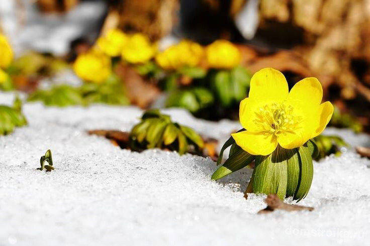Солнечные цветы в снегу