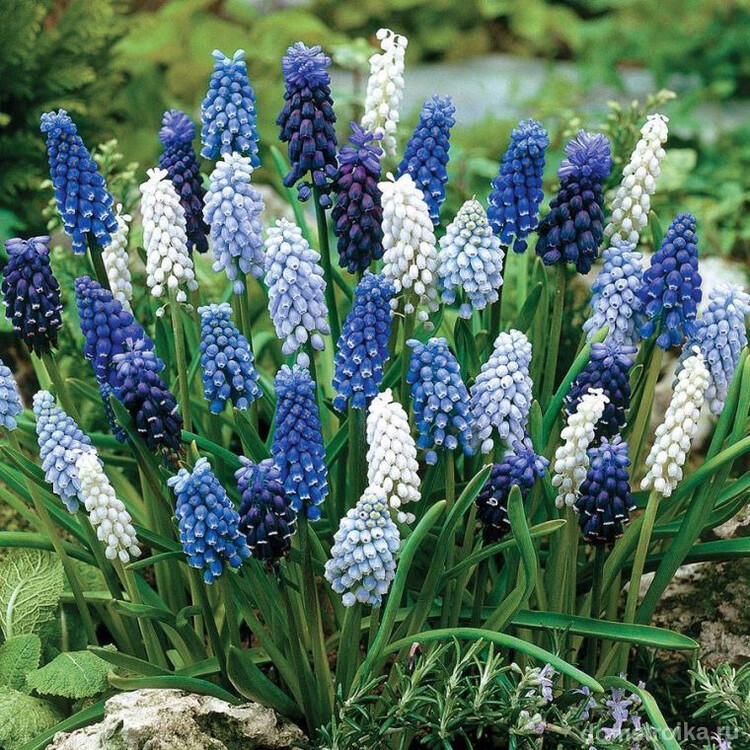 Стандартный цветок мускари имеет оттенок от синего до белого
