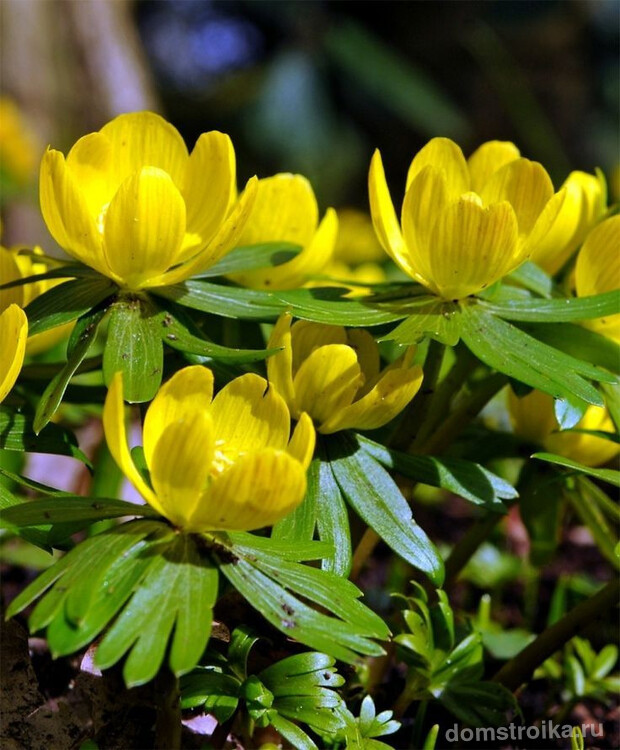 Небольшие желтые цветочки могут украсить ваш сад