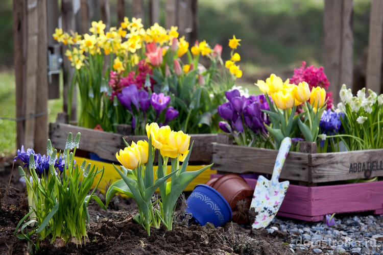 Многие из первоцветов можно высаживать как в грунт на участке, так и в горшки, которыми тоже можно украсить ваш сад