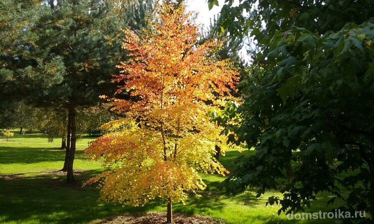Красивое желто-красное дерево в саду