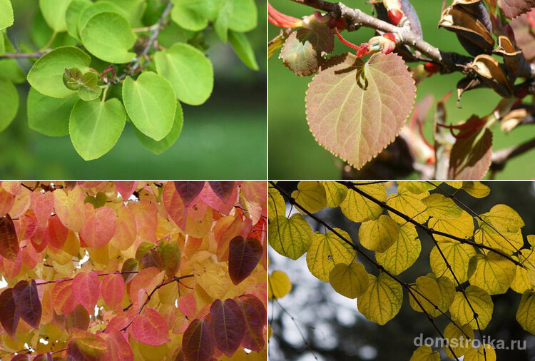 В зависимости от времени года цвет листьев меняется от зеленого до красного и бордового