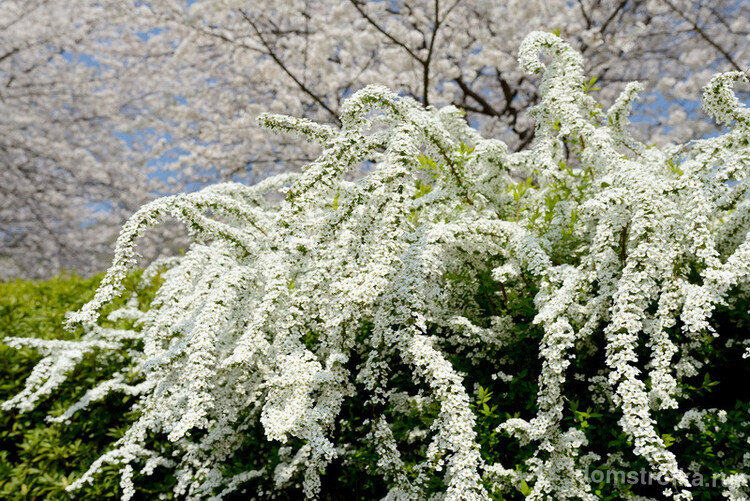 Роскошный куст с белыми цветами