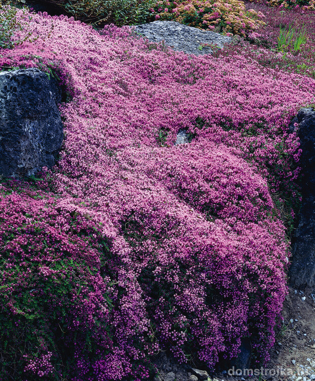 Шикарное зрелище - ползучий цветущий тимьян в каменной местности