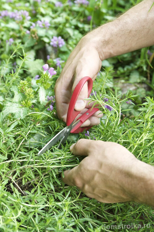 Обратите внимание сбор зелени лучше осуществлять ножницами чтобы не повредить растение