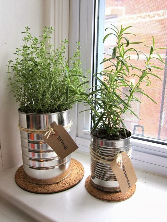 Если вы выращиваете тимьян в домашних условиях, то вазон с этим растением лучше разместить на подоконние солнечной стороны дома