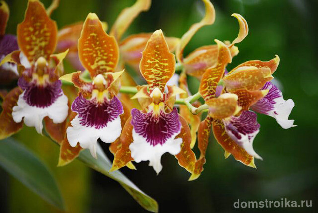 Как ухаживать за орхидеей в домашних условиях: хитрости для регулярного цветения и советы по уходу сразу после покупки