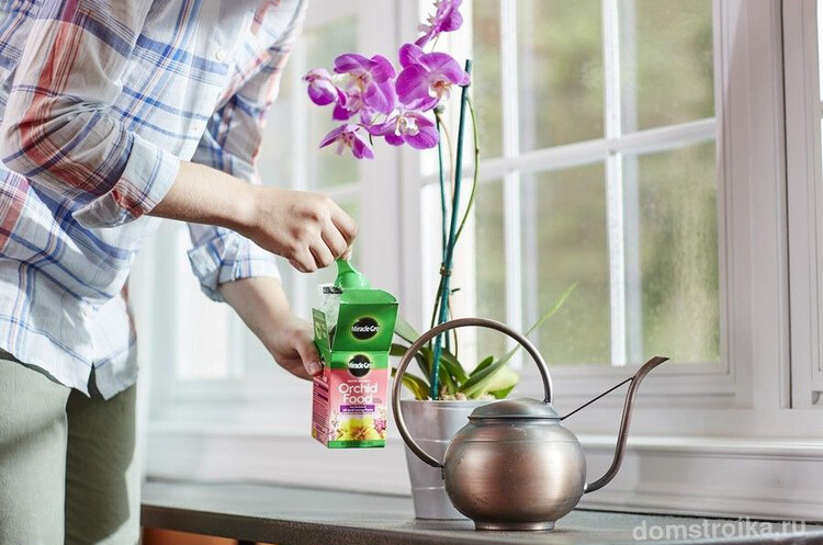 Подкармливать орхидею нужно только в период роста с интервалом между подкормками в 2-3 недели