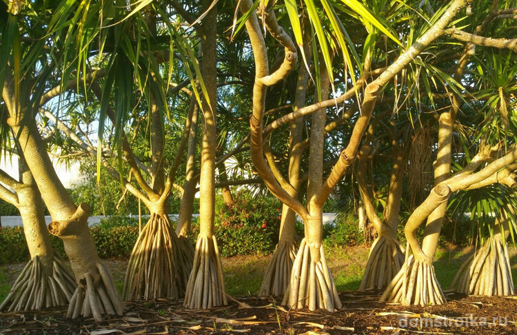 Пандан – тропическое растение со сложной корневой системой