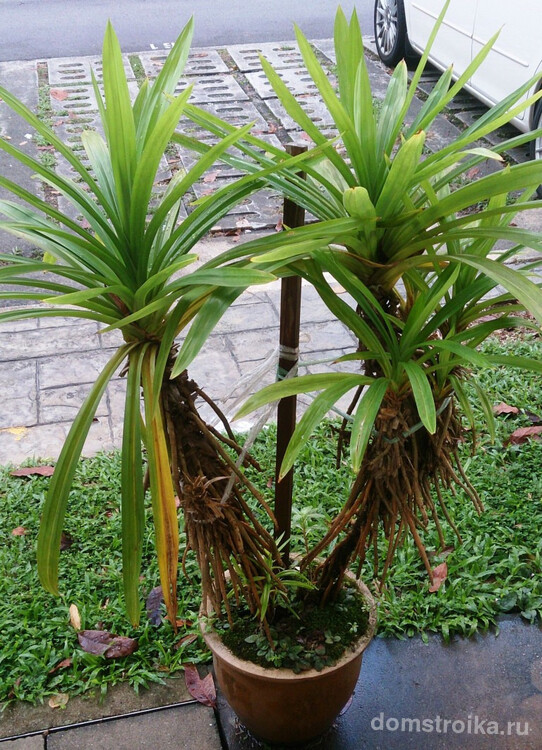 Винтовой пальмой или винтовой сосной это растение называют из - за листьев, которые растут по спирали в несколько рядов