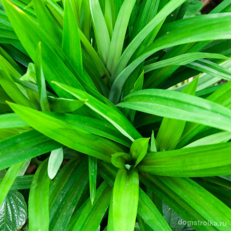 Панданус – прекрасное декоративное растение, простое в уходе, но не всегда подходящее для выращивания в домашних условиях