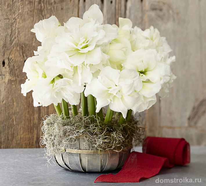 Шикарный вазон с пушистыми цветами белой окраски