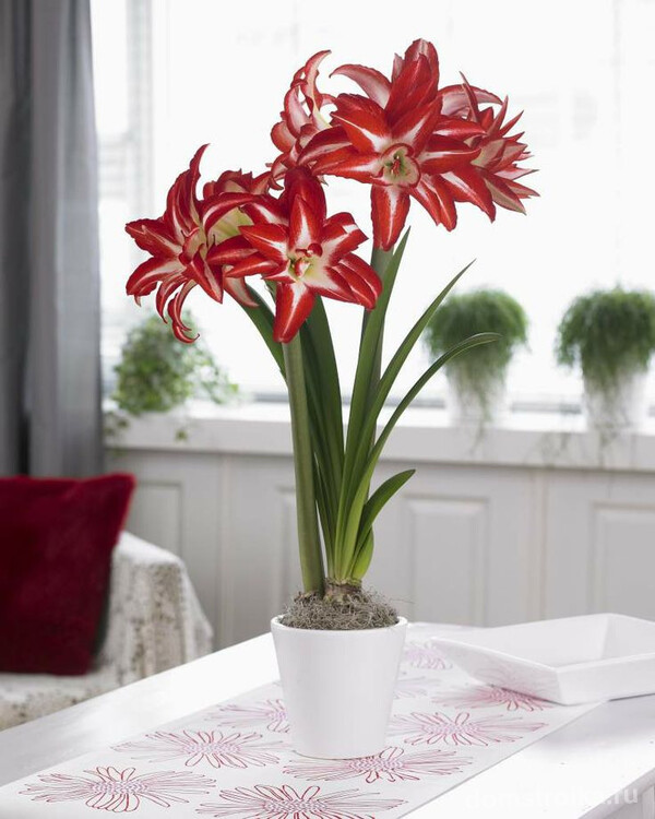 Изысканный цветок красного цвета с вытянутыми лепестками