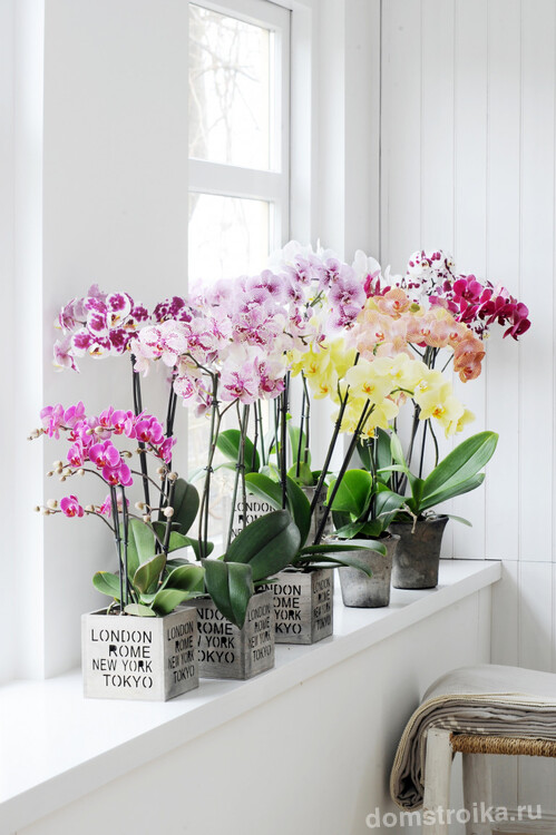 Невероятно красивое домашнее растение - роскошная орхидея. Узнайте все секреты выбора горшочка для нее, далее в статье