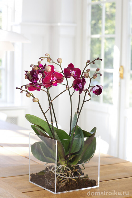 При правильном выборе горшочка для орхидеи зависит дальнейшее развитие этого растения и конечно же обильность цветения