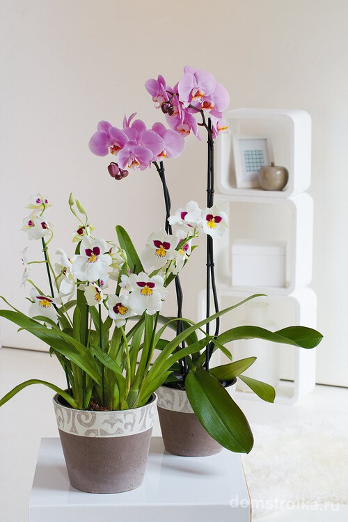 Нежные керамические горшки нейтрального цвета для орхидей, подойдут для цветов любого оттенка