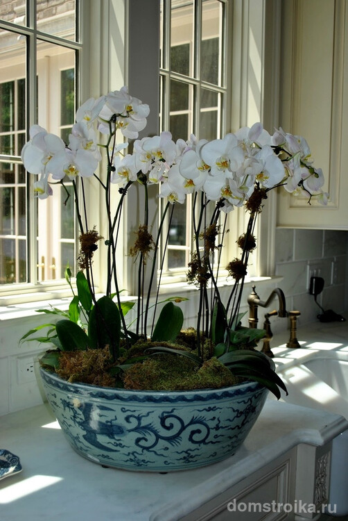 В просторный керамический горшок вы можете посадить несколько орхидей. Можете выбирать как однотонные цветы, так и разноцветные, получая оригинальные композиции для дополнения интерьера дома
