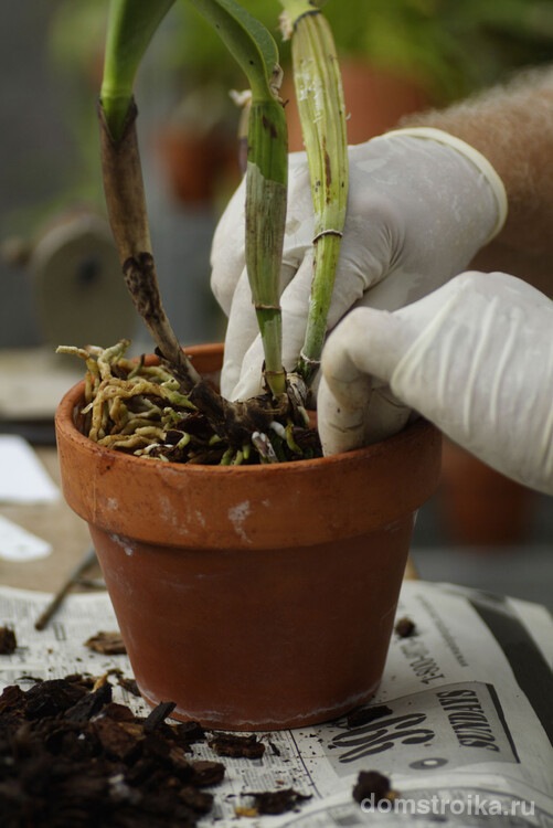 При необходимости, по мере роста растения, орхидею нужно периодически пересаживать в горшочек чуть больше предыдущего. Делать это надо очень аккуратно чтобы не повредить корни