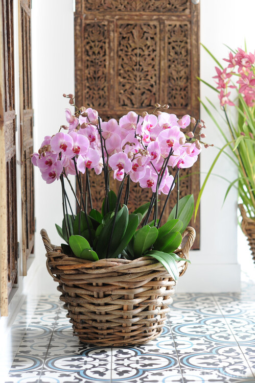 Очень гармонично в интерьере выглядит плетеная корзина с орхидеями