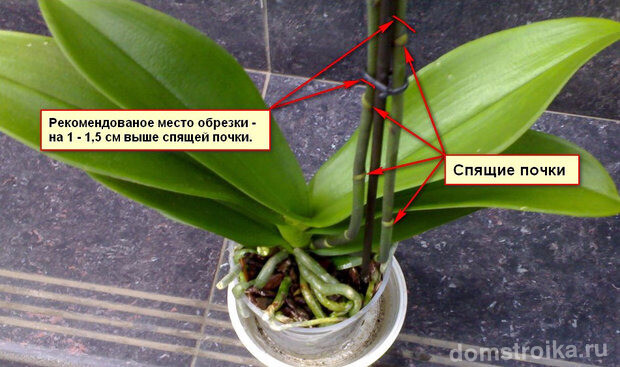 Схема обрезки орхидеи