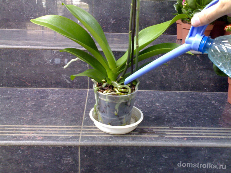 Очень важно орхидеи правильно поливать